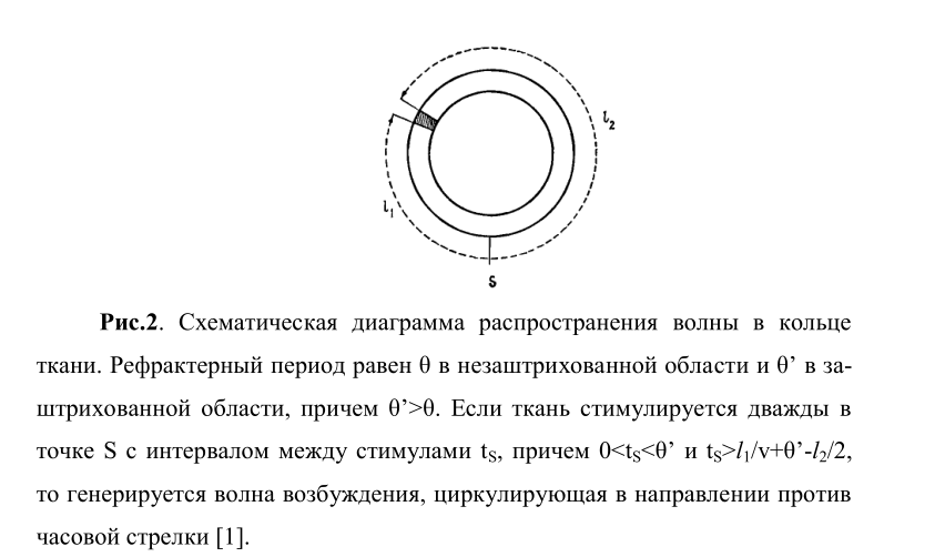 Рис.2. Схематическая диаграмма распространения волны в кольце ткани